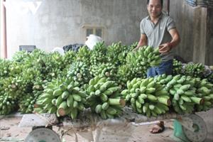 Sơn La đảm bảo mã số vùng trồng, đưa nông sản vươn xa