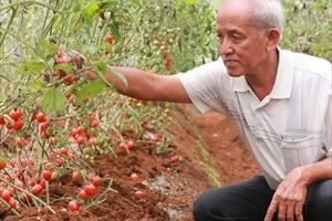 Đắk Nông: Chú trọng phát triển nông nghiệp ứng dụng công nghệ cao