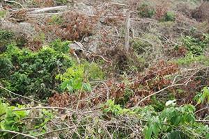 Phú Yên xử phạt gần 163 triệu đồng vì phá rừng trái phép