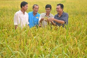 Phát triển sản xuất tôm - lúa hữu cơ ở Cà Mau: Nâng cao giá trị, thích ứng biến đổi khí hậu