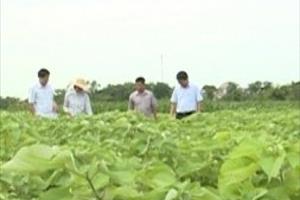 Thanh Hóa: Phát triển trồng cây gai xanh 