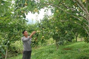 OCOP Lào Cai nâng tầm nông sản địa phương