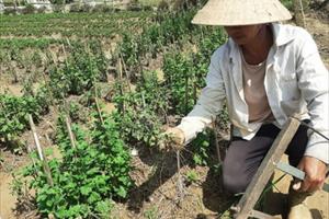 Thừa Thiên - Huế: Chủ động khắc phục thiệt hại, tiếp tục canh tác sản xuất