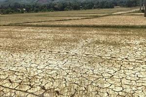 Khu vực miền Trung có khả năng thiếu nước sản xuất vụ hè thu và vụ mùa