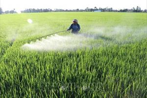 Quảng Bình: Tổng công ty Sông Gianh bán giống lúa kém chất lượng, nông dân thiệt hại nặng