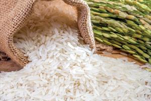 Quy định chứng nhận chủng loại gạo thơm xuất khẩu sang EU