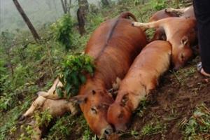 Sét đánh chết 7 con bò của 3 hộ dân ở Quảng Nam