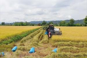 Đề xuất 6 giống lúa thơm được hưởng hạn ngạch thuế quan UKVFTA