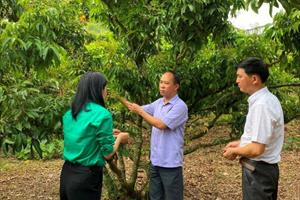 Bắc Giang tăng cường quản lý mã số vùng trồng phục vụ xuất khẩu