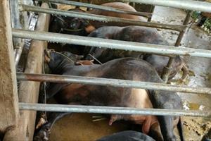 Quảng Ngãi: Sét đánh làm chết 4 con bò giống 