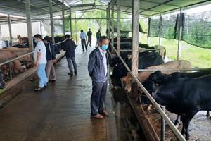 Thúc đẩy phát triển chăn nuôi bò thịt tại các tỉnh miền Trung