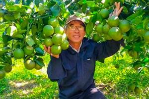Tích cực hỗ trợ tiêu thụ 200 tấn cam đang vào vụ thu hoạch tại xã Hương Xuân