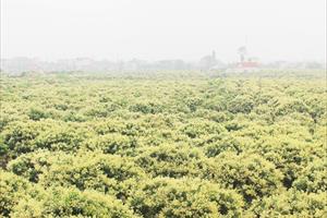 Trà vải sớm tại Bắc Giang ra hoa đạt tỷ lệ 95%