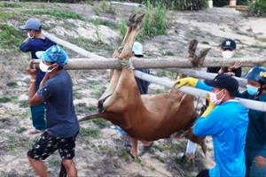 Bệnh viêm da nổi cục trên gia súc “hoành hành” vùng tâm dịch Covid-19 ở Quảng Ngãi