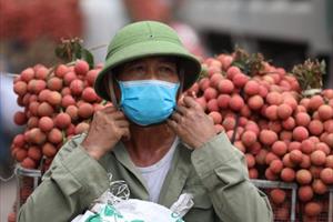 Chấp thuận cho 128 thương nhân Trung Quốc nhập cảnh thu mua vải thiều