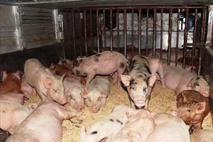 Hà Tĩnh: Bắt ô tô chở 50 con lợn nhiễm dịch tả lợn châu Phi