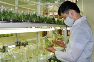 Công nghệ trong chọn tạo giống cây trồng giúp cải thiện dinh dưỡng và sức khỏe toàn cầu
