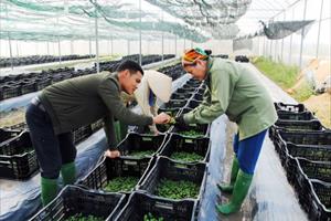 Bắc Giang xây dựng vùng nguyên liệu rau tập trung trên 7.780 ha