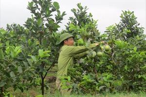 Hội Làm vườn TP. Hải Phòng: Giúp nông dân thay đổi tư duy đưa nông nghiệp hữu cơ, tuần hoàn vào vườn mẫu