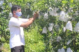 Nhà vườn Bắc Giang thử nghiệm bao nylon bảo vệ trái cam