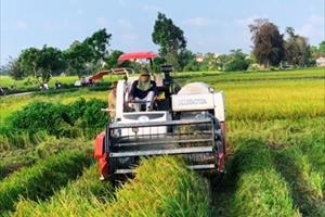 Xét nghiệm SARS-CoV-2 âm tính, người dân vùng giãn cách xã hội ở Thanh Hóa mới được đi gặt lúa