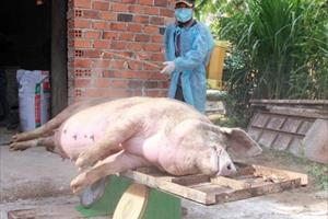 Sớm đưa vaccine dịch tả lợn châu Phi ra thị trường trong năm nay