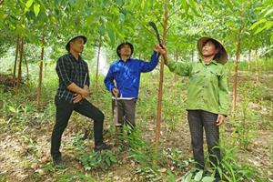 Cấp chứng chỉ rừng theo tiêu chuẩn FSC: Cách làm của Tuyên Quang