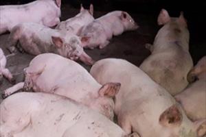 Năm huyện, thành phố ở Hà Tĩnh có dịch tả lợn châu Phi chưa qua 21 ngày
