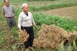 Nông dân Hà Quảng chuyển đổi cây trồng mang lại hiệu quả kinh tế cao