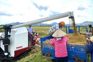 Máy gặt lúa công nghệ cao phù hợp cho mọi cánh đồng Việt Nam
