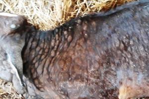 Quảng Ngãi: Bùng phát bệnh viêm da nổi cục trên gia súc ở huyện Bình Sơn