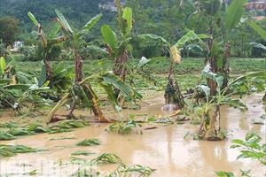Mưa lũ gây thiệt hại lớn về nông nghiệp ở Tuyên Quang 