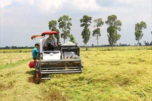 Agribank cung ứng vốn phục vụ thu mua lúa gạo tại ĐBSCL