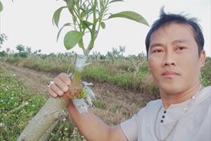 Ghép cải tạo thành công vườn bơ chất lượng cao ở Di Linh