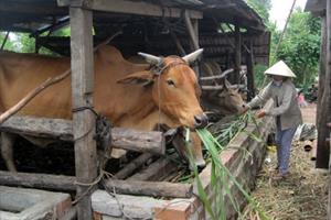 Chăn nuôi trâu, bò thịt: Hướng phát triển kinh tế hiệu quả