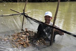 Cà Mau tăng cường công tác thú y thủy sản và phòng, chống dịch bệnh động vật thủy sản