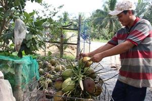 Tiền Giang: Giá dừa khô đang tăng mạnh