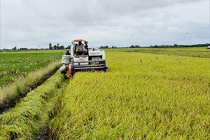 Đồng Tháp đề nghị hỗ trợ, tạo điều kiện thu mua, vận chuyển lúa gạo