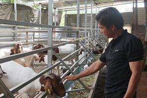 Nghề nuôi dê thịt giúp nhiều nông dân xã Đắk N'đrót thoát nghèo