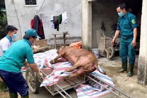 Nghệ An: Tiêu hủy hơn 170 tấn lợn ở huyện Thanh Chương do dịch bệnh