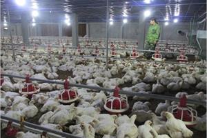 Lạng Sơn mở rộng chăn nuôi theo hướng an toàn sinh học