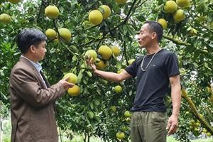 Yên Sơn phấn đấu trở thành huyện đi đầu về sản xuất nông nghiệp hàng hóa 