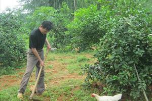 HTX trồng cây ăn quả và dịch vụ tổng hợp Văn Tiến: Nơi mang đến niềm vui