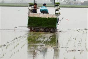 Hà Nam: Nhiều phương thức sản xuất lúa tiên tiến được triển khai trong vụ Xuân 