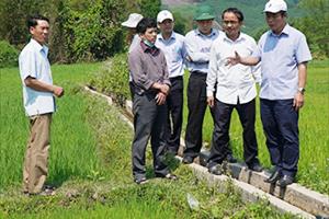 TT - Huế: Không để cây lúa vụ Đông Xuân bị chết vì khô hạn