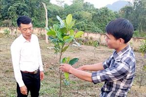 Cải tạo vườn tạp ở Hà Giang: Không nóng vội, dễ làm trước, khó làm sau