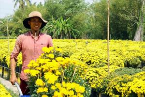 Vựa hoa lớn nhất Đồng bằng sông Cửu Long chuẩn bị hàng phục vụ Tết
