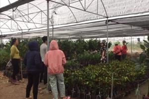 Vườn ươm cây giống ở Gia Lâm bán ra 10.000 cây/tháng