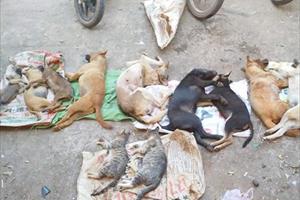 Đắk Lắk: Bắt đối tượng chuyên “hành nghề” trộm chó