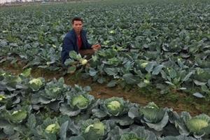 Bắc Ninh: Một chủ vườn còn 15 vạn cây bắp cải “may rủi” với Covid-19